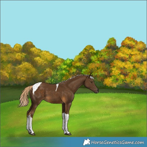 Horse Color:Chocolate Palomino Tobiano 