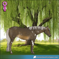 Horse Color:White Spotted Silver Buckskin Rabicano 