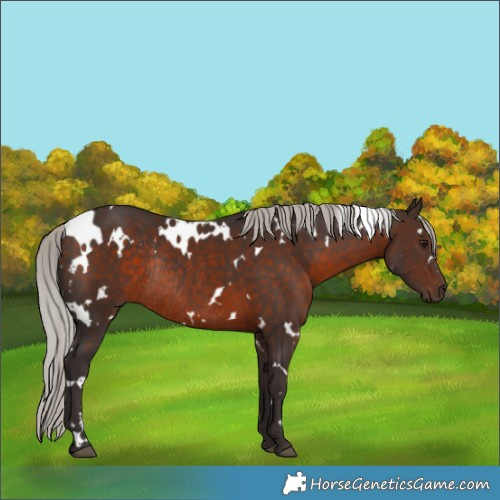 Horse Color:White Spotted Silver Brown Rabicano 