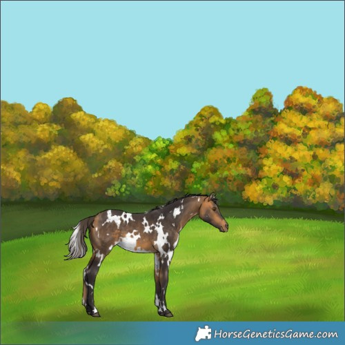 Horse Color:White Spotted Buckskin 