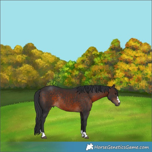 Horse Color:Brown Rabicano 