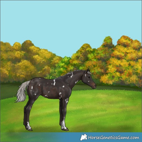 Horse Color:White Spotted Silver Brown Sabino Rabicano 