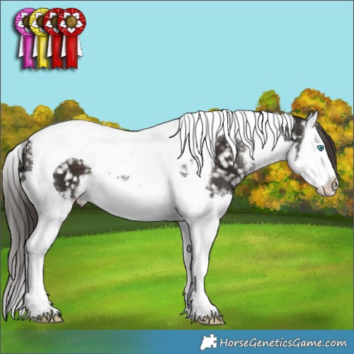 Horse Color:Liver Chestnut Sabino Splash Tobiano Appaloosa 