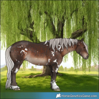 Horse Color:White Spotted Silver Brown Rabicano