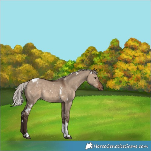 Horse Color:White Spotted Silver Brown Dun Tobiano Rabicano 
