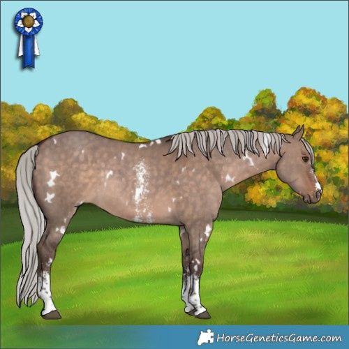 Horse Color:White Spotted Silver Brown Dun Sabino Rabicano 