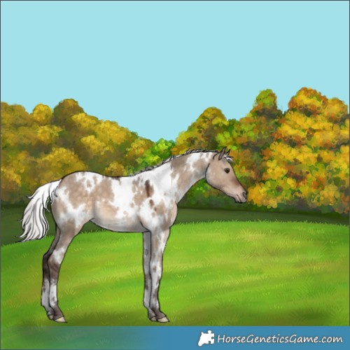 Horse Color:White Spotted Silver Brown Dun 
