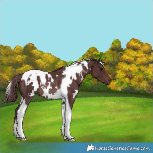 Horse Color:White Spotted Chocolate Brown Tobiano Rabicano