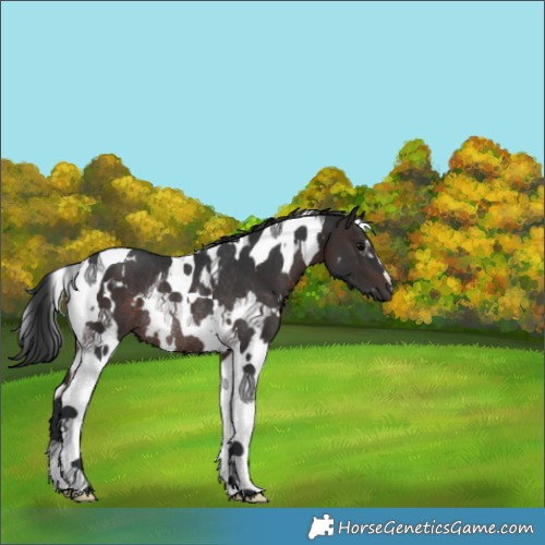 Horse Color:White Spotted Brown Tobiano Rabicano 