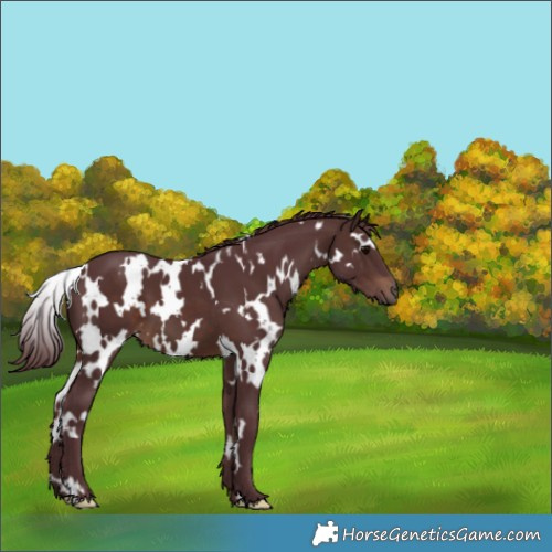 Horse Color:White Spotted Chocolate Brown 