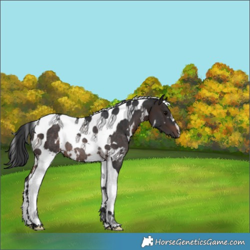 Horse Color:White Spotted Brown Tobiano Rabicano 