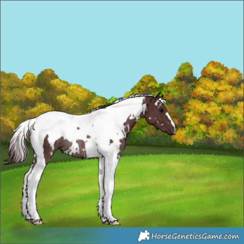 Horse Color:White Spotted Chocolate Brown Tobiano Rabicano
