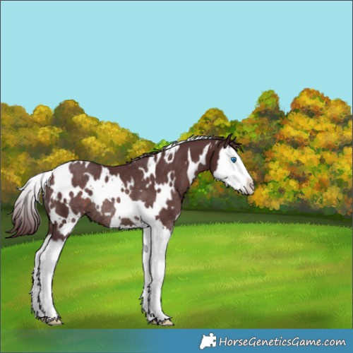 Horse Color:White Spotted Chocolate Brown Splash Rabicano 