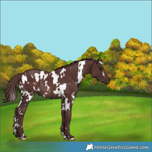 Horse Color:White Spotted Chocolate Brown Rabicano