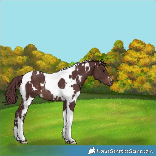 Horse Color:White Spotted Chocolate Brown Tobiano Rabicano