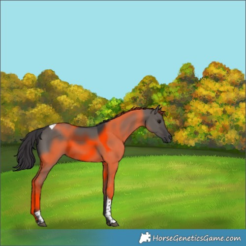 Horse Color:Smoky Grullo Tobiano 