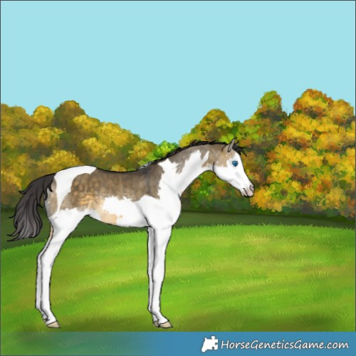 Horse Color:Buckskin Dun Splash Tobiano Rabicano 