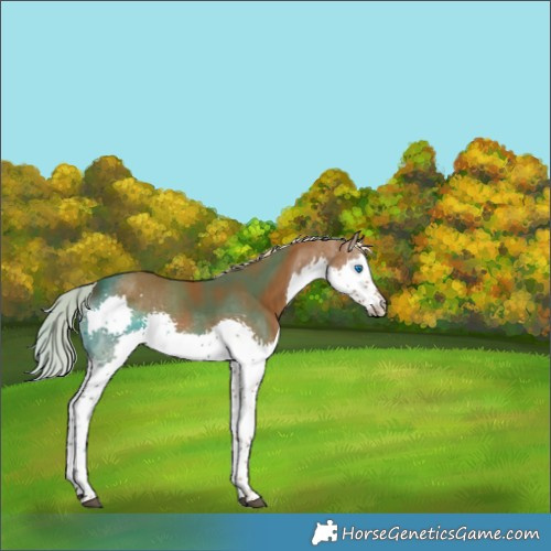 Horse Color:Chocolate Palomino Splash 