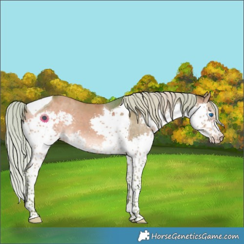 Horse Color:Watercolor Silver Brown Dun Splash Tobiano 