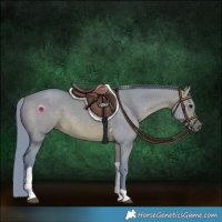 Horse Color:Watercolor Brown Dun Tobiano 