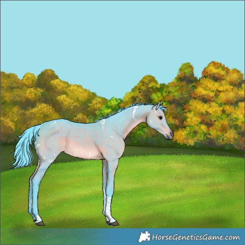 Horse Color:Watercolor White Spotted Brown Dun Tobiano Rabicano 
