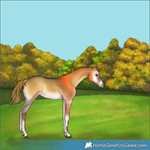 Horse Color:Liver Red Dun Onyx Rabicano 