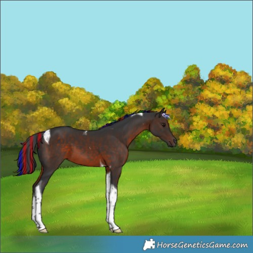 Horse Color:Painted Brown Tobiano 