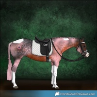 Horse Color:White Spotted Brown Tobiano Rabicano