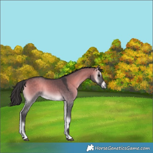 Horse Color:Buckskin Onyx 