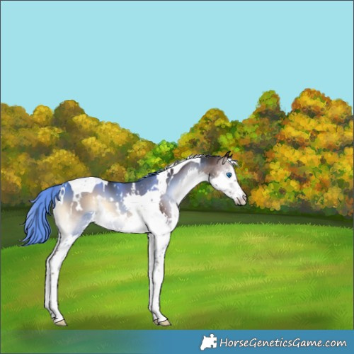 Horse Color:White Spotted Liver Red Onyx Splash Tobiano 