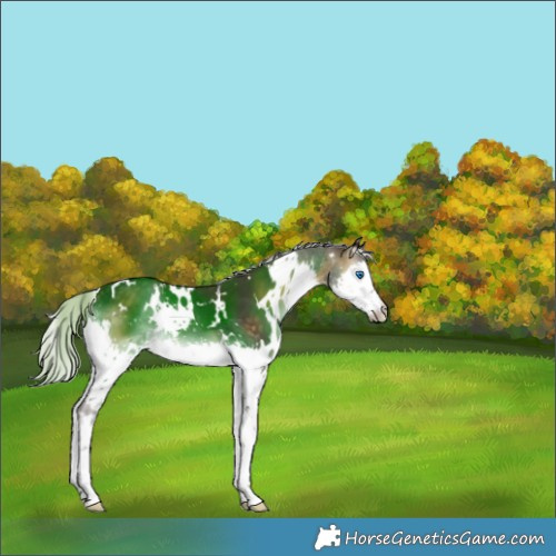 Horse Color:White Spotted Chocolate Silver Buckskin Onyx Splash 