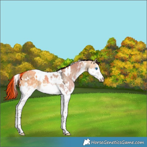 Horse Color:White Spotted Buckskin Dun Sabino Splash 