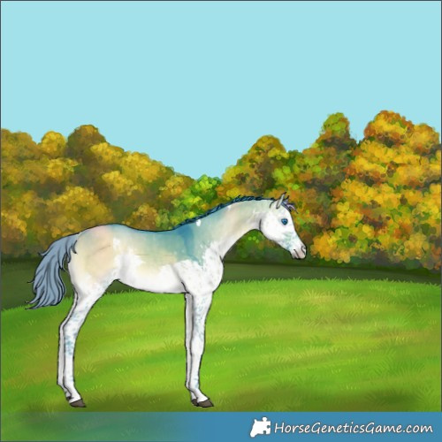 Horse Color:Watercolor White Spotted Buckskin Onyx Splash Tobiano 