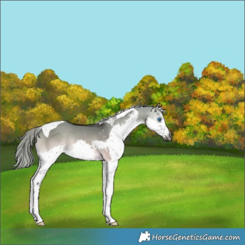 Horse Color:Gray Silver Buckskin Onyx Splash Tobiano Rabicano 