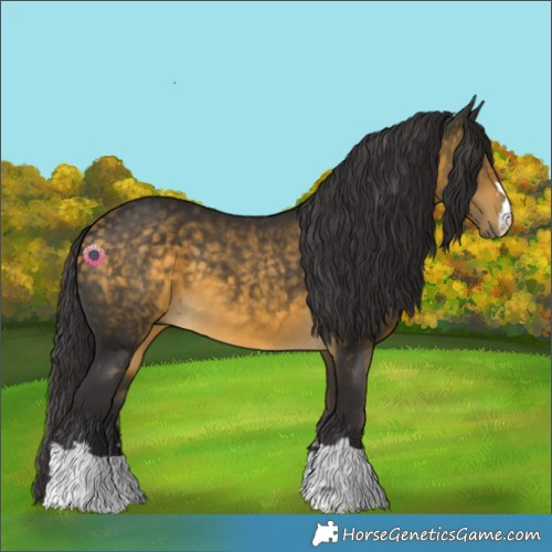 Horse Color:Buckskin 