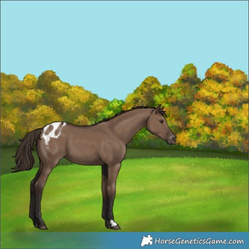 Horse Color:Liver Red Dun Appaloosa 
