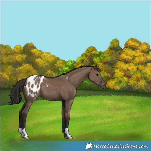 Horse Color:Liver Red Dun Appaloosa 
