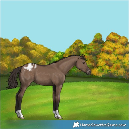 Horse Color:Liver Red Dun Appaloosa 
