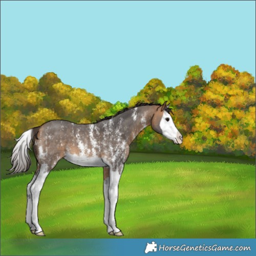 Horse Color:Buckskin Sabino Splash 