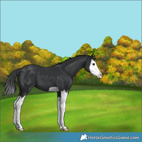 Horse Color:Black Splash 