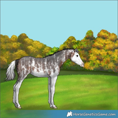 Horse Color:Bay Sabino Splash 