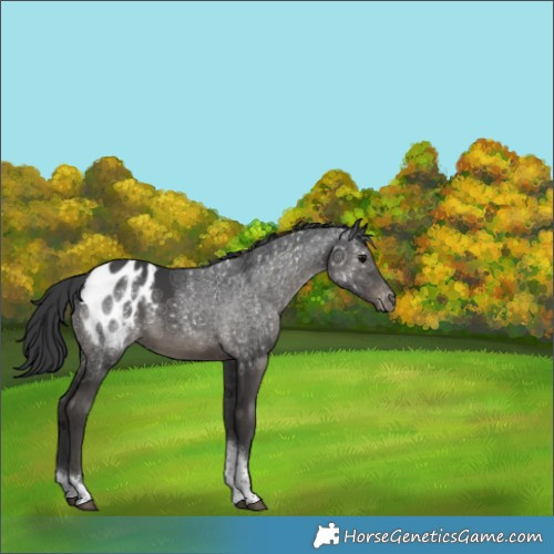 Horse Color:Black Tobiano Appaloosa 