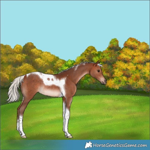 Horse Color:Silver Bay Tobiano Rabicano 