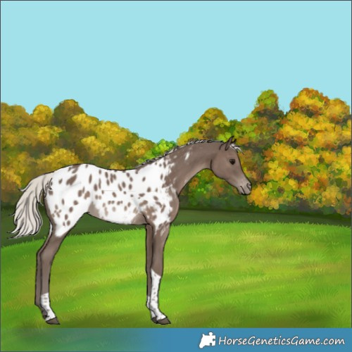 Horse Color:Silver Black Tobiano Appaloosa Rabicano 