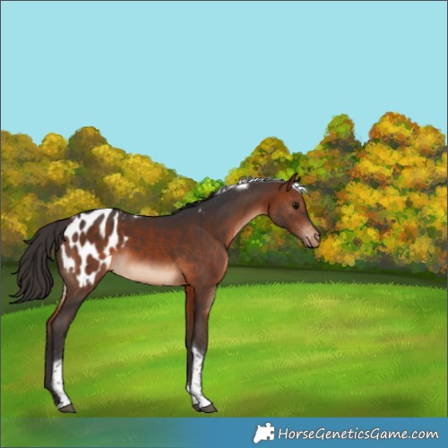 Horse Color:Bay Tobiano Appaloosa 