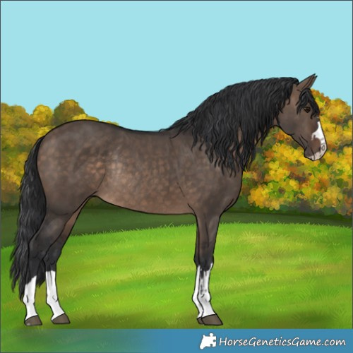 Horse Color:Brown Dun Rabicano 
