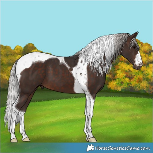 Horse Color:Silver Brown Tobiano 