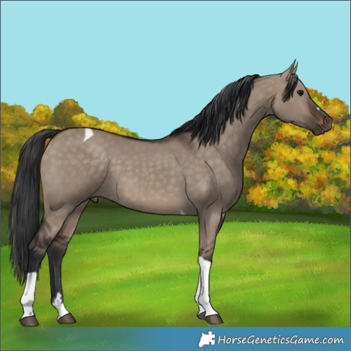 Horse Color:Brown Dun Tobiano 