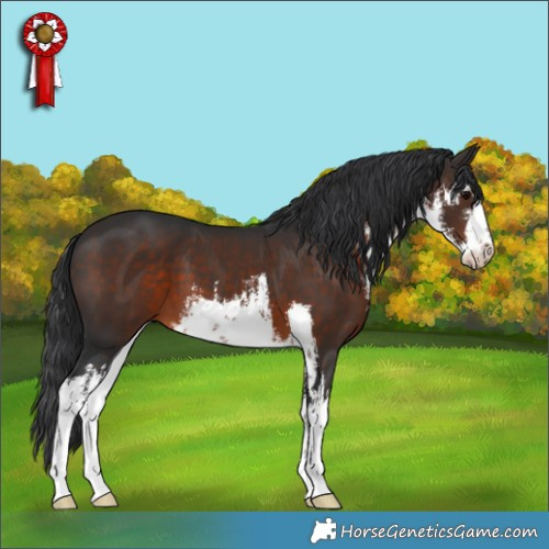 Horse Color:White Spotted Brown 
