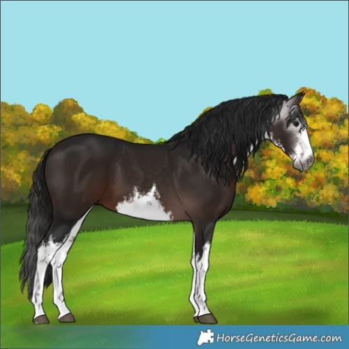 Horse Color:Gray White Spotted Bay 